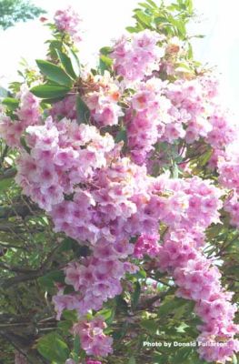 Flower power